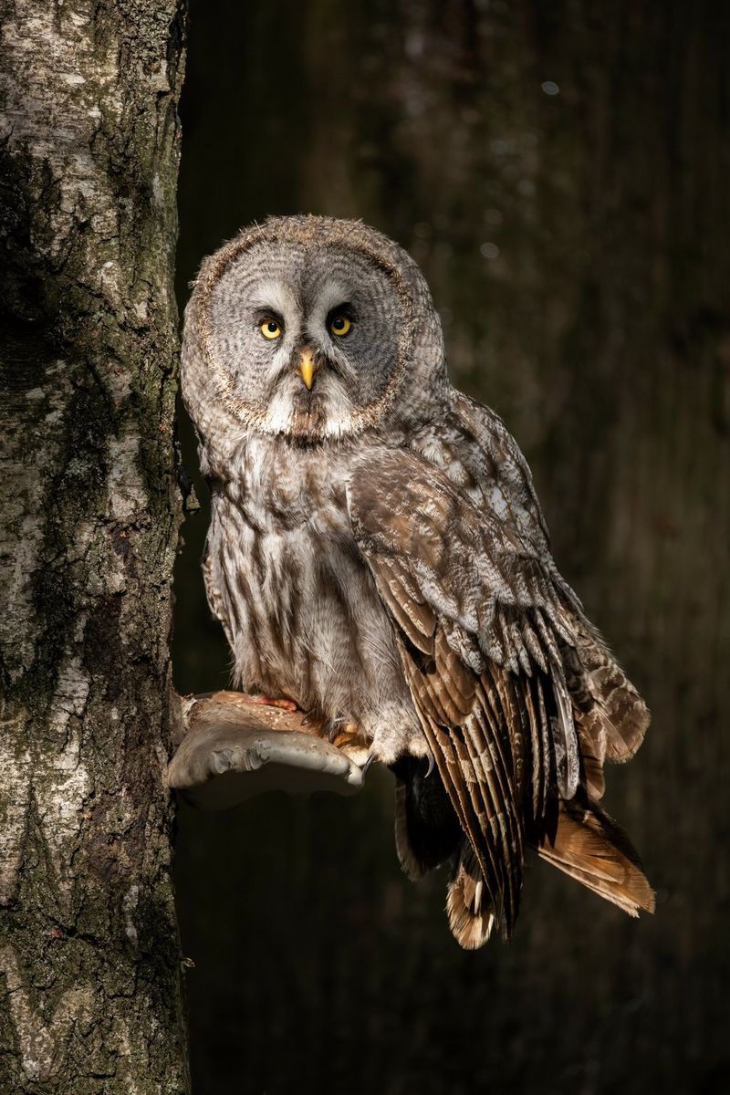 A great grey owl sitting on a tree branch looks at the camera, in a photo taken by Guy Edwardes with a Canon RF 200-800mm F6.3-9 IS USM lens.