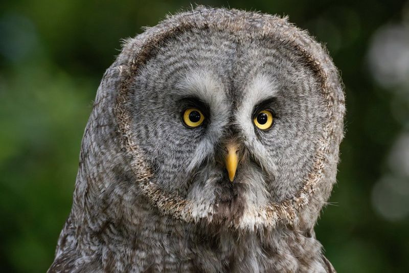 A great gray owl portrait, taken by wildlife photographer Guy Edwardes using a Canon RF 200-800mm F6.3-9 IS USM telephoto zoom lens.
