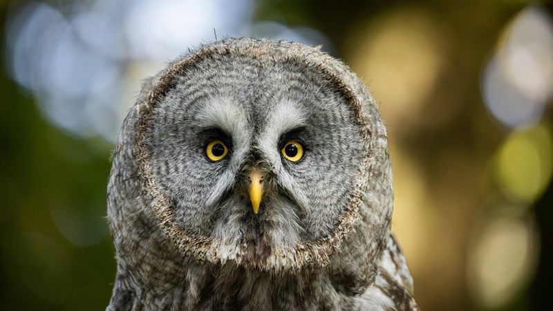 A great grey owl with striking yellow eyes looks directly at the camera in a photo taken by Guy Edwardes with a Canon RF 200-800mm F6.3-9 IS USM lens.