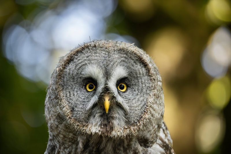 Fotografování ptáků objektivem RF 200-800mm F6.3-9 IS USM