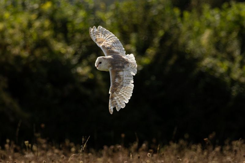 A barn owl spreads its wings mid-flight in a photo taken by Guy Edwardes with a Canon RF 200-800mm F6.3-9 IS USM lens. 