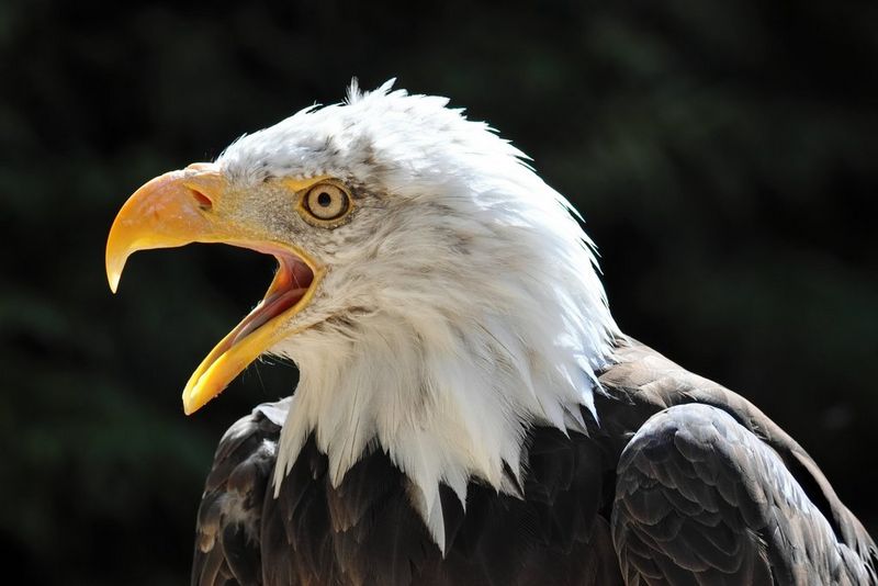 A close-up portrait of a bald eagle with its bill open, taken by Pete Lau with a Canon RF 200-800mm F6.3-9 IS USM lens.  