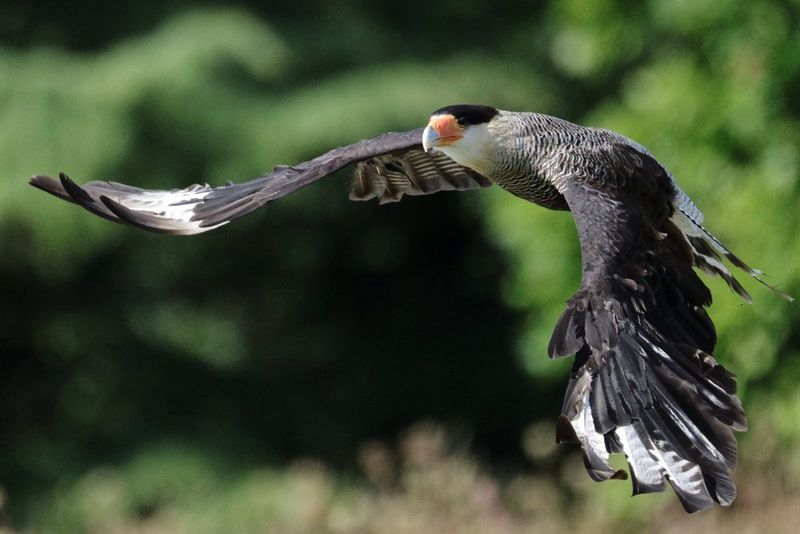 A crested caracara photographed mid-flight, with the background blurred. Taken by Pete Lau with a Canon RF 200-800mm F6.3-9 IS USM lens. 