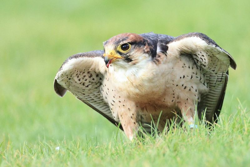 A lanner falcon puffs up its wings as it stands in the grass, in a photo taken by Pete Lau with a Canon RF 200-800mm F6.3-9 IS USM lens. 