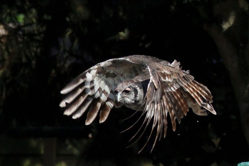 A Verreaux's eagle-owl captured mid-flight in a photo taken by Pete Lau with a Canon RF 200-800mm F6.3-9 IS USM lens. 