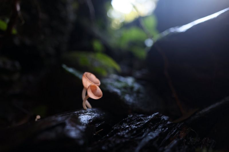 RF 20MM F1.4L VCM 