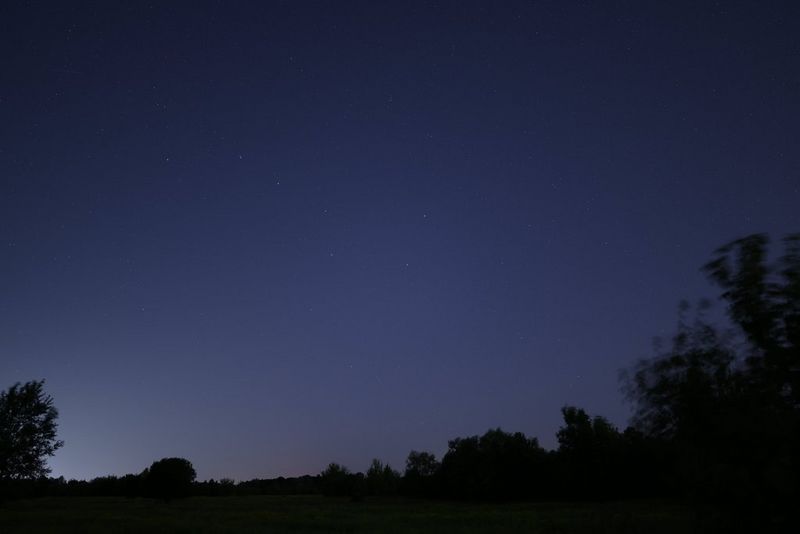 A night sky view with silhouetted trees and faint, distorted stars.    