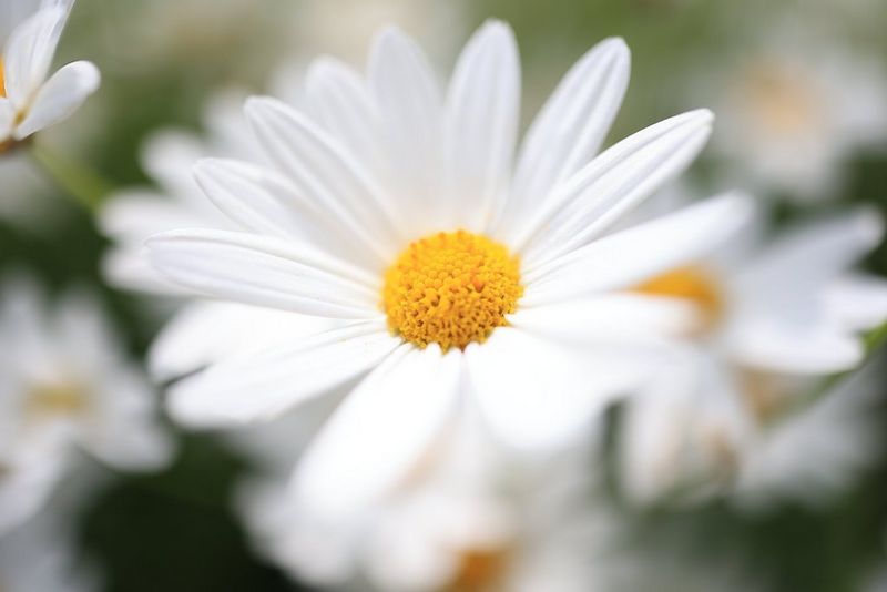 An extreme close-up of a daisy, captured using a Canon RF 24mm F1.8 MACRO IS STM lens.