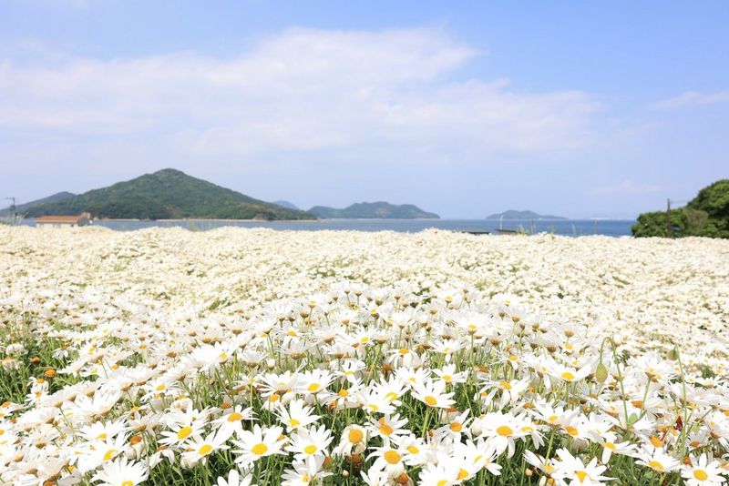 Pole bílých květů se žlutými středy ve volné přírodě. V dálce jsou vidět hory a jezero.