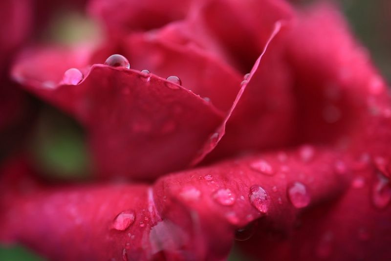 An extreme close-up taken on a Canon EOS R7 with a Canon RF 24mm F1.8 MACRO IS STM macro lens of droplets of dew on a red rose. 