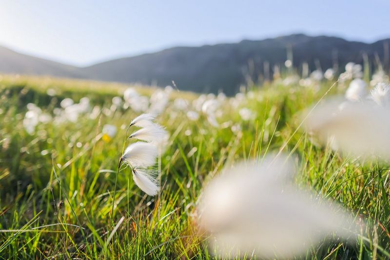 Primo piano di eriofori. I fiori a mezzo campo sono a fuoco, mentre quelli in primo piano e sullo sfondo sono sfocati.