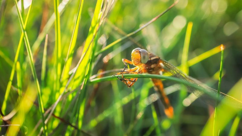 A close-up of a dragonfly sitting on a blade of grass, captured with a Canon RF 24mm F1.8 MACRO IS STM lens.