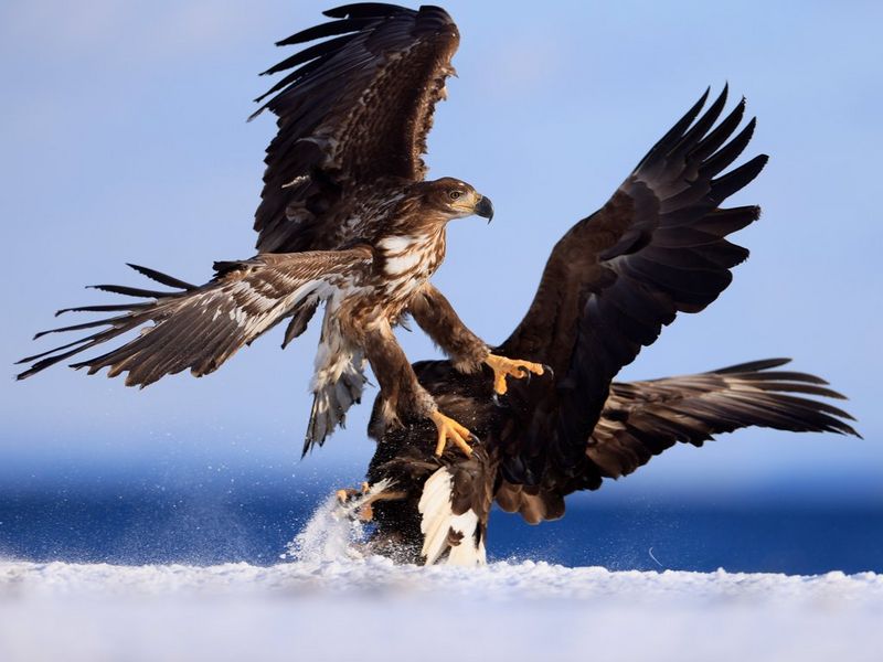 Canon RF 400mm F2.8L IS USM