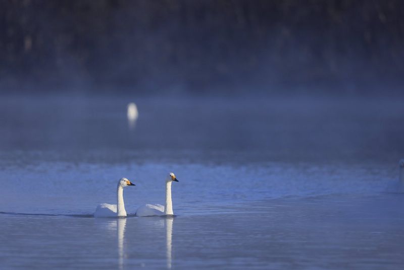 In a photo taken with a Canon RF 400mm F2.8L IS USM lens, two swans swim on a lake at dusk. The Moon is reflected in the still water behind them.