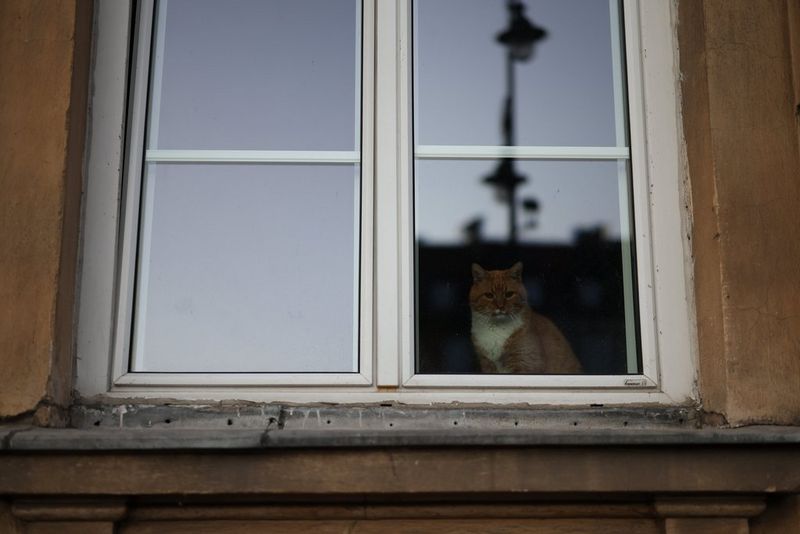 A photo taken with a Canon RF 50mm F1.4L VCM lens capturing a cat looking out through a closed window, which also reflects a lamppost and building opposite.