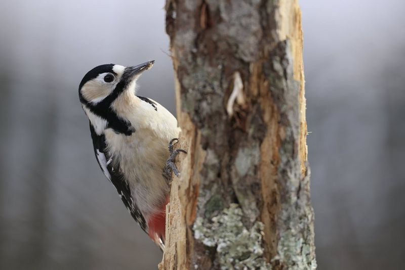 In a photo taken on a Canon EOS R5 with a Canon RF 600mm F4L IS USM lens, a great spotted woodpecker peers out from behind a tree.