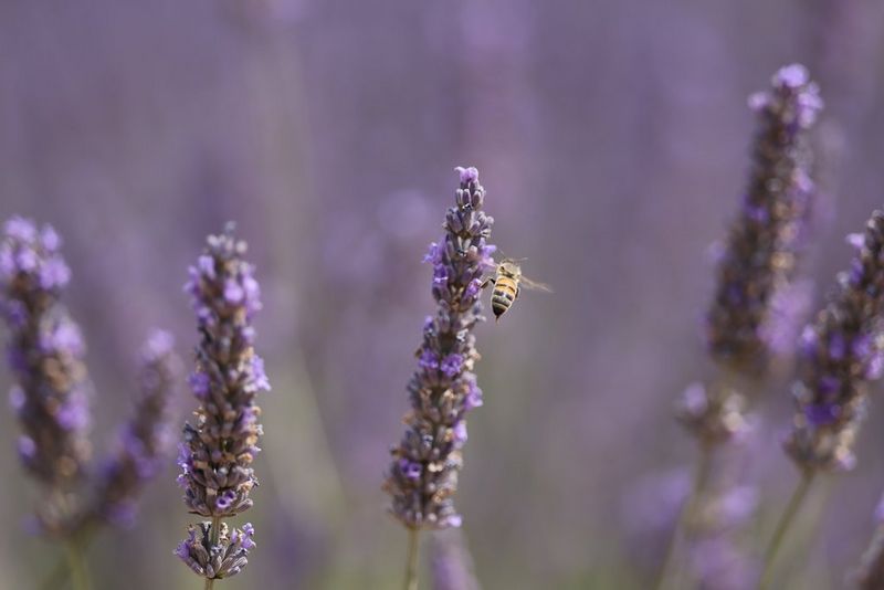 Capture sharp, high contrast images