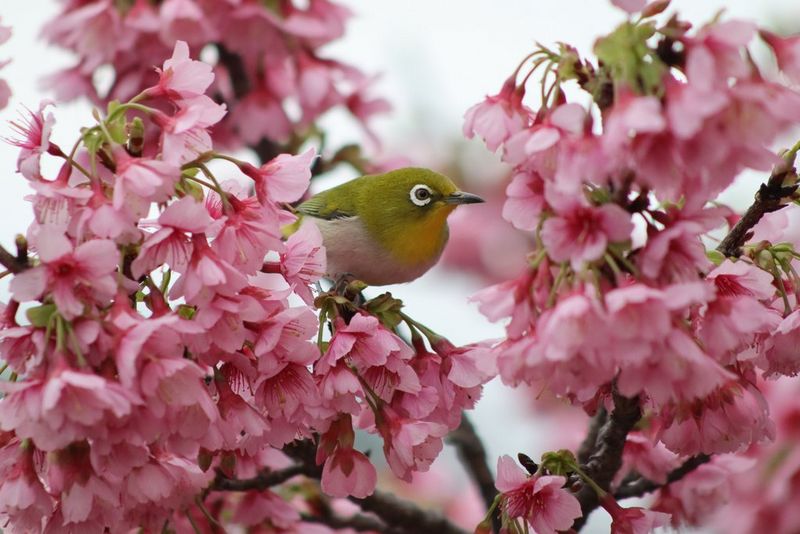 Un piccolo uccello verde su un ramo, circondato da fiori rosa, fotografato con un obiettivo Canon RF 75-300mm F4.0-5.6.