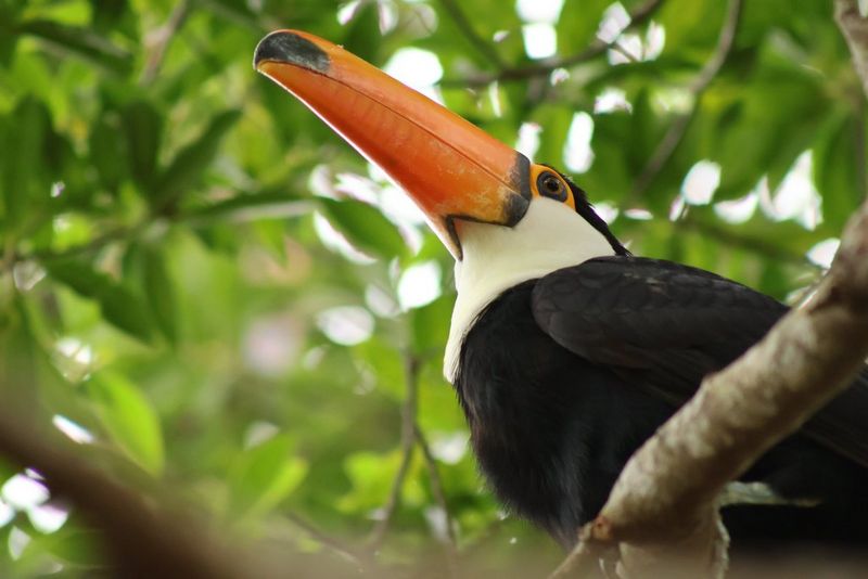 Ein Riesentukan mit grossem orangefarbenen Schnabel sitzt in einem Baum, fotografiert von unten mit dem Canon RF 75-300mm F4-5.6.