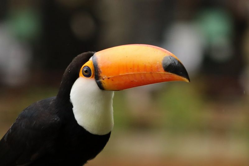 Wildlife