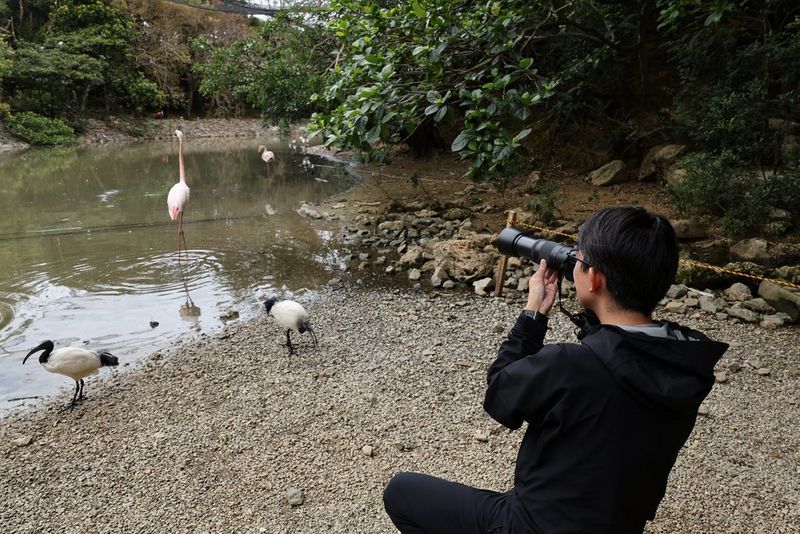 Ein Fotograf richtet eine Canon Kamera mit einem Canon RF 75-300mm F4-5.6 Objektiv auf Wattvögel.