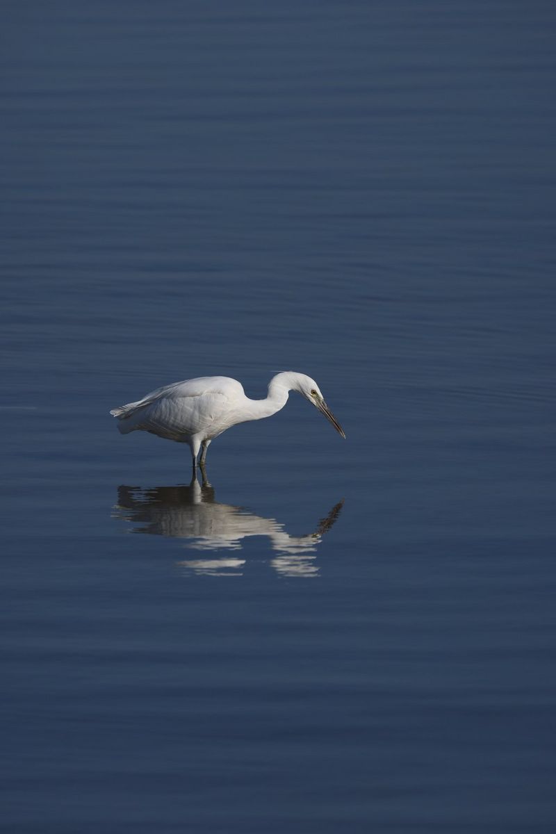 In a photo taken on a Canon EOS R5 with a Canon RF 800mm F5.6L IS USM lens, a large white and grey bird hunts for food in shallow water.