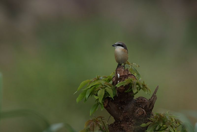 Gros plan d'un petit oiseau avec des taches grises et brunes assis sur une souche d'arbre feuillu.