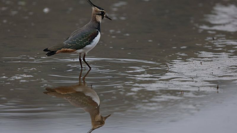 Photographie animalière