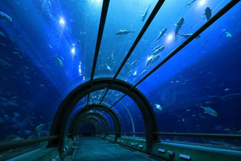 A wide-angle view down a glass aquarium tunnel underwater, with numerous fish swimming around in the water above, taken with a Canon RF-S 10-18mm F4.5-6.3 IS STM wide-angle zoom lens.