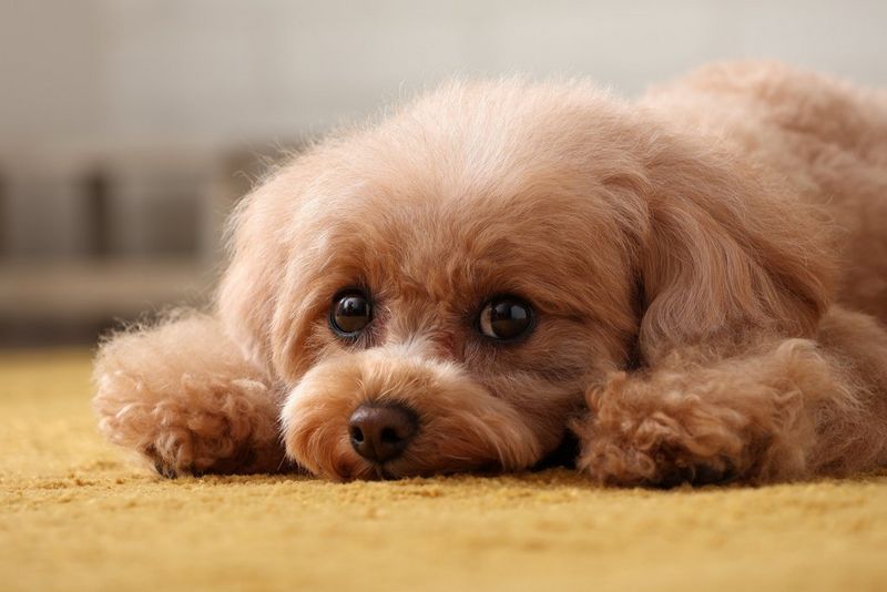 Фотографія маленького пуделя, що лежить на підлозі з передніми лапами біля голови й дивиться в бік камери, зроблена за допомогою телеоб’єктива Canon RF-S 18-150mm F3.5-6.3 IS STM.