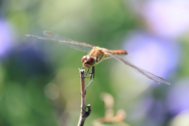 A close-up photograph of a dragonfly on a twig against a blurred background, taken with a Canon EOS R50 camera and Canon RF-S 55-210mm F5-7.1 IS STM zoom lens.