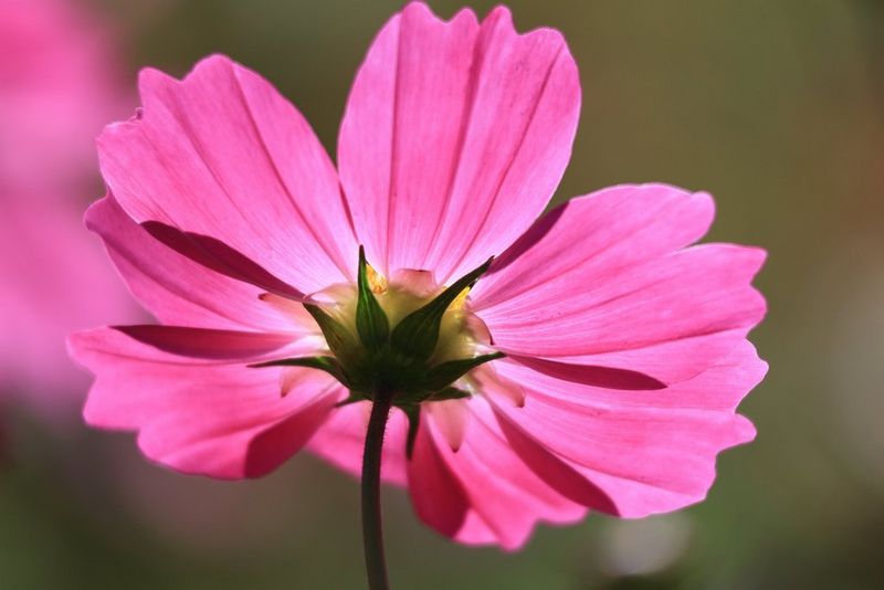 A close-up of a pink flower, captured using a Canon RF-S 55-210mm F5-7.1 IS STM lens.