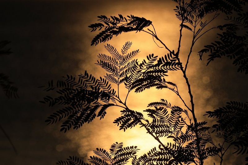 Kreativ werden mit schönen Highlights und Bokeh