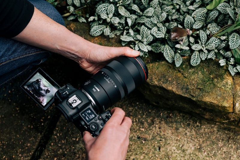 A photographer takes a picture of a tree frog, the shot showing on the camera's electronic viewfinder.