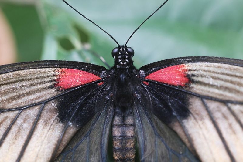 An extreme close-up of the head and wings of a butterfly.