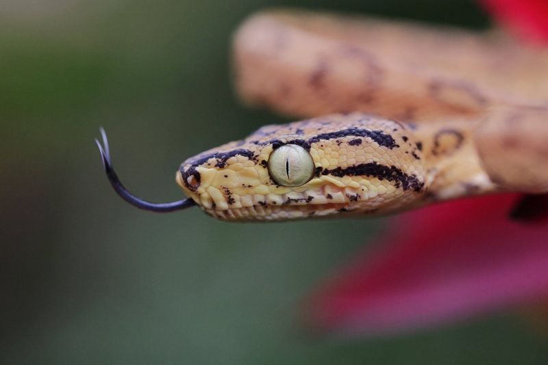 A close-up of a snake's head, with its forked tongue sticking out and curling up.
