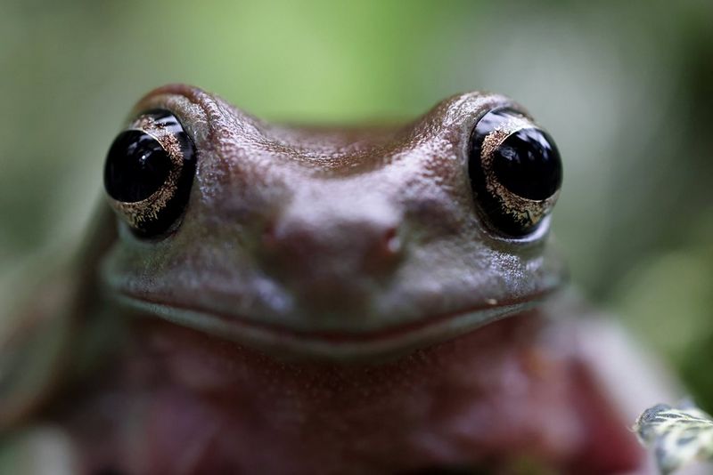 A tree frog stares into the camera lens, its two eyes in sharp focus.