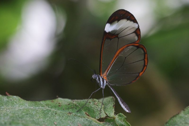 Primo piano di una farfalla dalle ali trasparenti, con bordi rossi, neri e bianchi, realizzato con un obiettivo Canon RF 100 mm F2.8 L Macro IS USM.