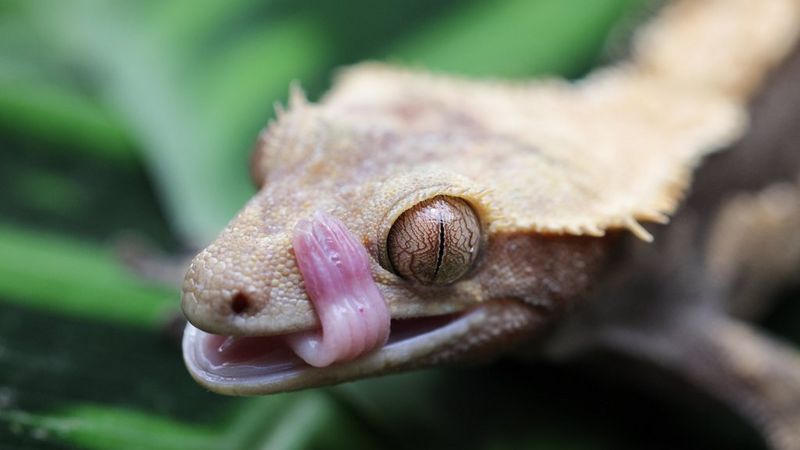 The best Canon lenses for macro photography