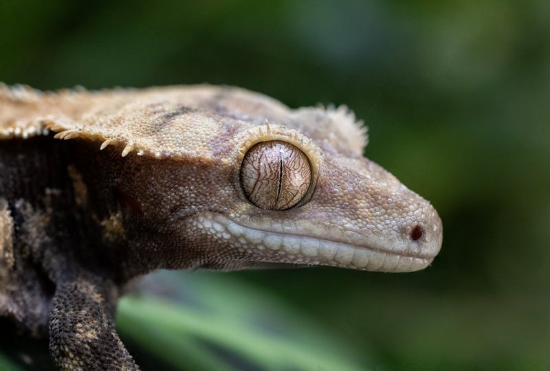 A close-up of a crested gecko's head. 
