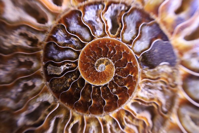 An extreme close-up of a shell, showing the texture in the spirals.
