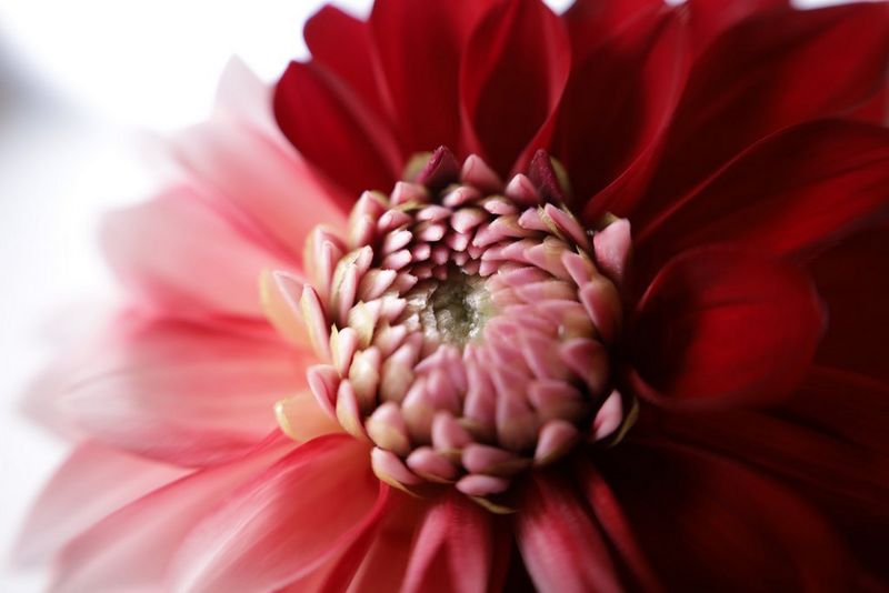 An extreme close-up of a red flower, showing the detail in the petals.