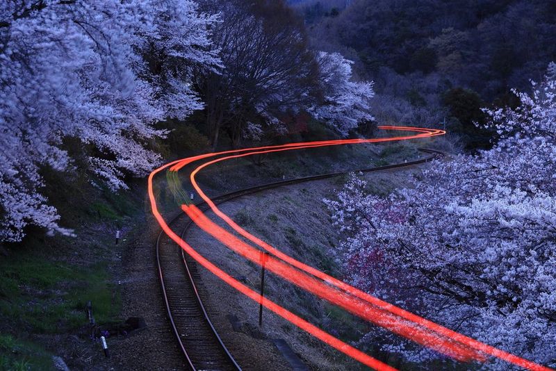 Световые полосы над железнодорожным полотном в окружении покрытых изморозью деревьев.