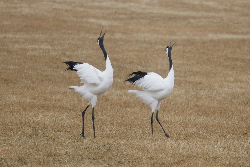 Two Japanese Cranes displaying in an empty field. Action photo taken with a Canon camera and Canon RF 600mm F11 IS STM lens.
