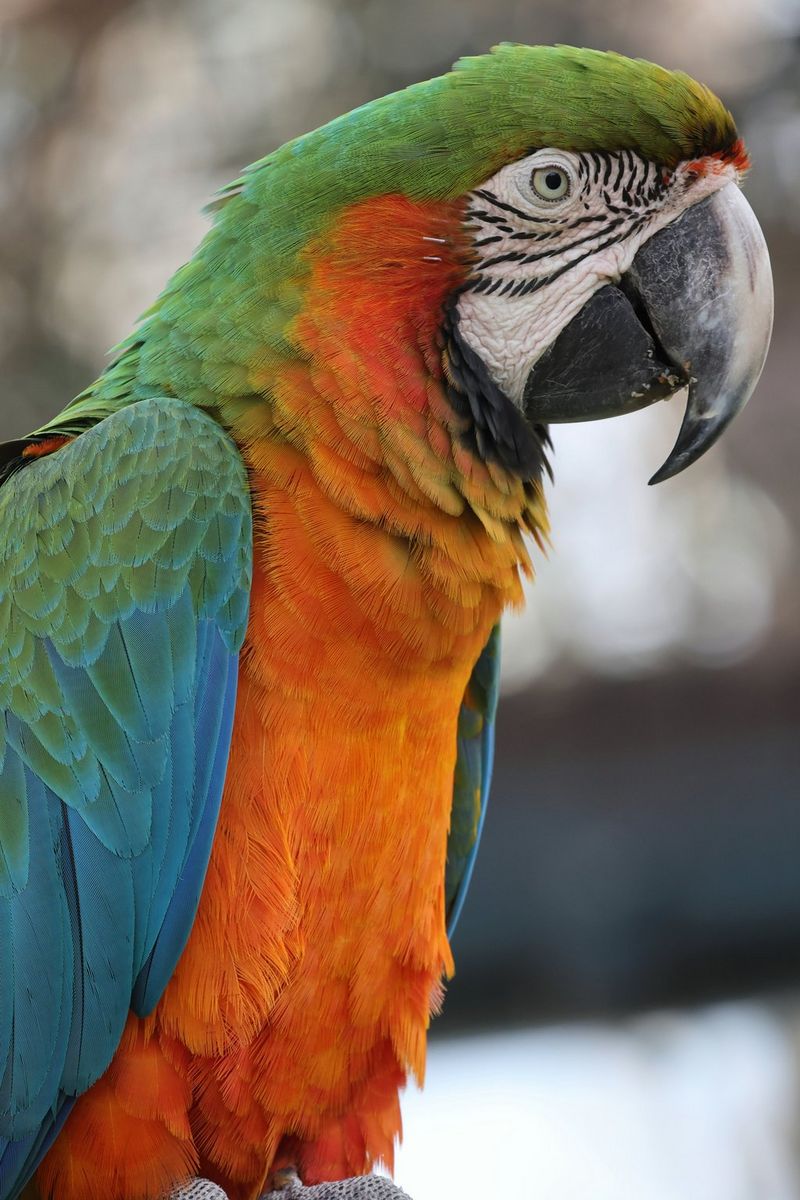 Яркий попугай с зеленым оперением головы, сине-зелеными крыльями и ярко-оранжевым оперением тела.