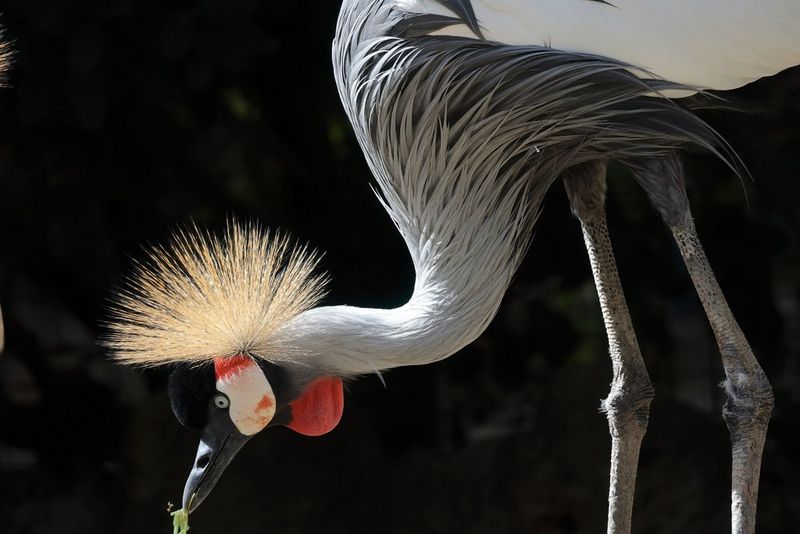 Ein afrikanischer Kronenkranich, der sich zum Fressen herunterbeugt, fotografiert mit einem Canon RF 600mm F11 IS STM Teleobjektiv.
