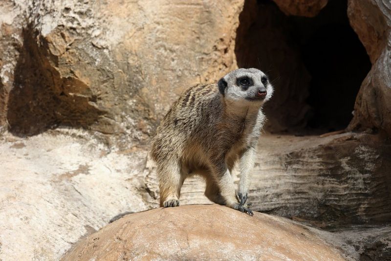 Eine wachsame Meerkatze auf einem Stein vor einer Felswand mit Öffnungen.