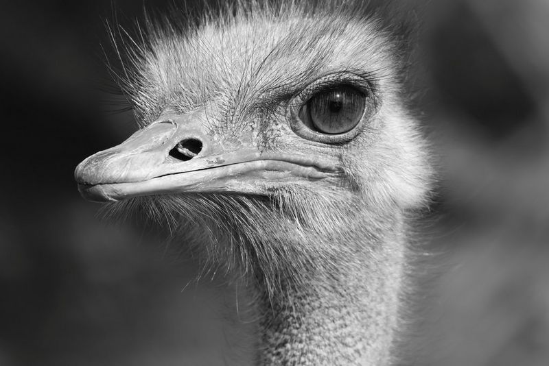 Een nieuwsgierige struisvogel staart recht in de camera in deze zwart-witte close-up.
