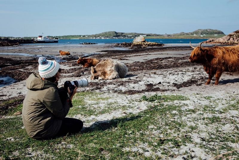 Lucia Griggi, con indosso un berretto di lana e una giacca pesante, seduta per terra mentre fotografa dei bovini di razza Highland con Canon EOS R6 e un obiettivo Canon RF 70-200mm F4 L IS USM.