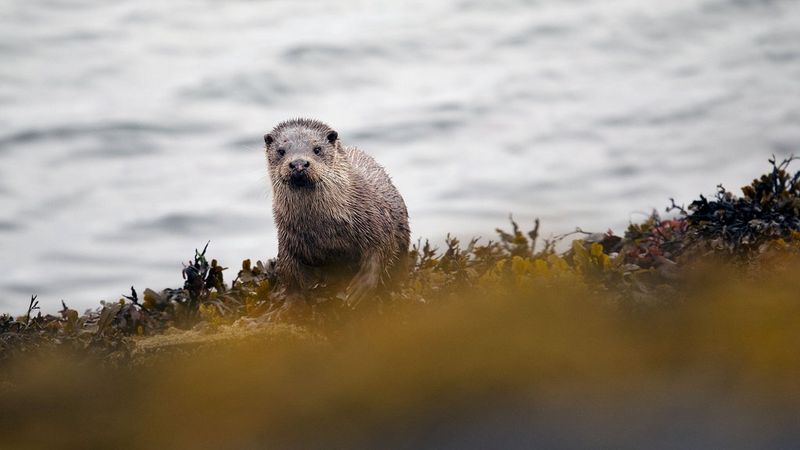 Quiet, fast and precise AF